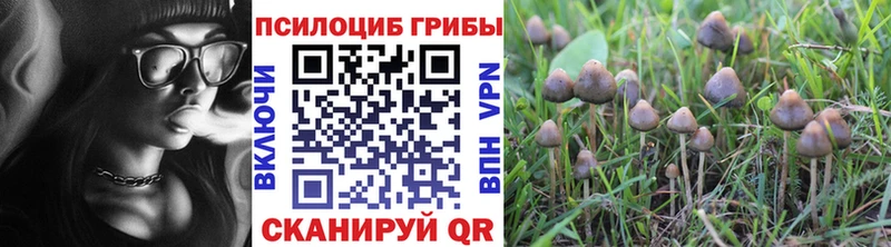 дарнет шоп  Богданович  Галлюциногенные грибы мицелий 